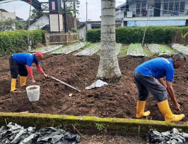 Regenerasi Setelah Panen, Lahan Rumah Dinas Diolah untuk Penanaman Bawang Merah Tahap SelanjutnyaT